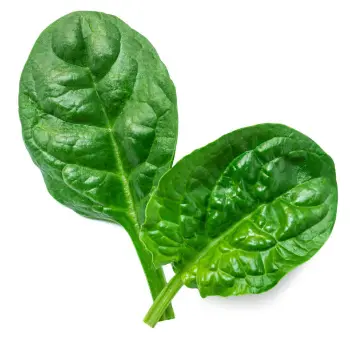 spinach (25)-1088173-84102.webp